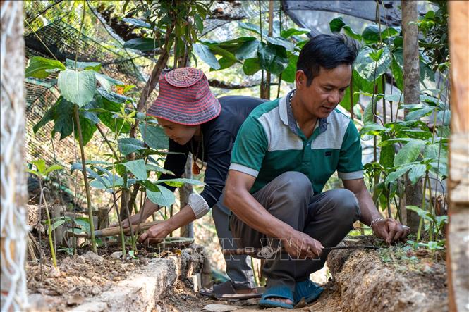 That diep chi hoa (Ginseng with seven leaves and single flower), a valuable herbal medicine, requires meticulous care and stable conditions. VNA Photo: Xuân Quý