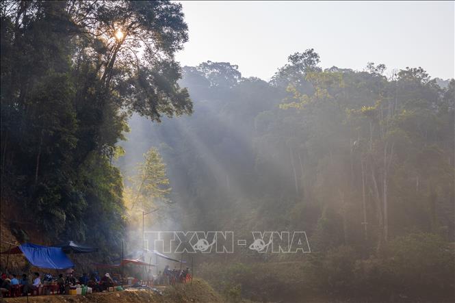 Under the forest canopy, locals are growing more trees and herbal medicine in harmony with nature instead of exploitation and causing damage. VNA Photo: Xuân Quý