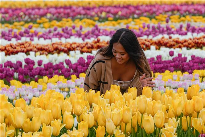 Lễ hội hoa tulip Abbotsford diễn ra tại Abbotsford, British Columbia, Canada, là một trong những lễ hội mùa xuân nổi tiếng với hàng triệu bông hoa tulip khoe sắc. Lễ hội thường bắt đầu vào tháng 4, trải dài trên diện tích rộng lớn với hơn 100 giống hoa khác nhau, tạo nên bức tranh thiên nhiên rực rỡ. Ảnh: THX/TTXVN