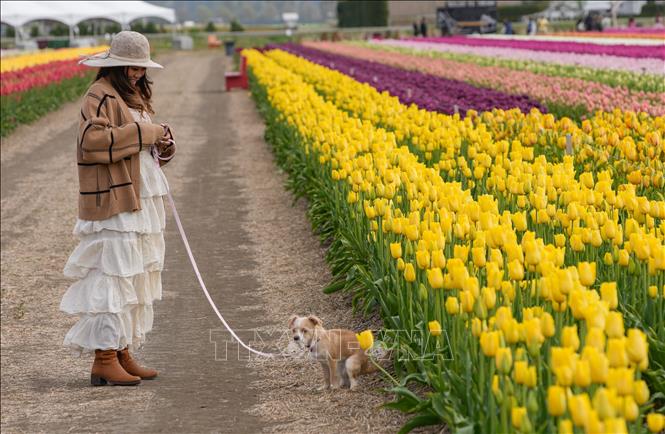 Lễ hội hoa tulip Abbotsford diễn ra tại Abbotsford, British Columbia, Canada, là một trong những lễ hội mùa xuân nổi tiếng với hàng triệu bông hoa tulip khoe sắc. Lễ hội thường bắt đầu vào tháng 4, trải dài trên diện tích rộng lớn với hơn 100 giống hoa khác nhau, tạo nên bức tranh thiên nhiên rực rỡ. Ảnh: THX/TTXVN