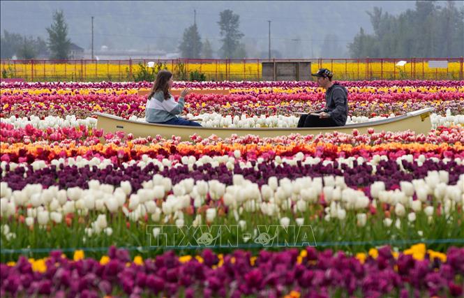 Lễ hội hoa tulip Abbotsford diễn ra tại Abbotsford, British Columbia, Canada, là một trong những lễ hội mùa xuân nổi tiếng với hàng triệu bông hoa tulip khoe sắc. Lễ hội thường bắt đầu vào tháng 4, trải dài trên diện tích rộng lớn với hơn 100 giống hoa khác nhau, tạo nên bức tranh thiên nhiên rực rỡ. Ảnh: THX/TTXVN
