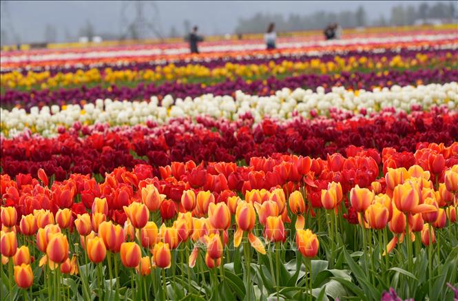 Lễ hội hoa tulip Abbotsford diễn ra tại Abbotsford, British Columbia, Canada, với hàng triệu bông hoa tulip khoe sắc. Lễ hội thường bắt đầu vào tháng 4, trải dài trên diện tích rộng lớn với hơn 100 giống hoa khác nhau, tạo nên bức tranh thiên nhiên rực rỡ. Ảnh: THX/TTXVN