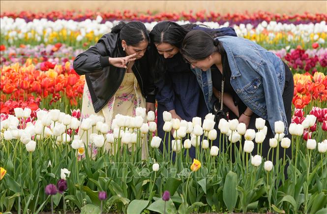 Lễ hội hoa tulip Abbotsford diễn ra tại Abbotsford, British Columbia, Canada, với hàng triệu bông hoa tulip khoe sắc. Lễ hội thường bắt đầu vào tháng 4, trải dài trên diện tích rộng lớn với hơn 100 giống hoa khác nhau, tạo nên bức tranh thiên nhiên rực rỡ. Ảnh: THX/TTXVN