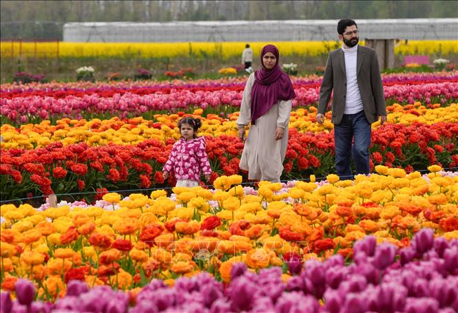 Lễ hội hoa tulip Abbotsford diễn ra tại Abbotsford, British Columbia, Canada, với hàng triệu bông hoa tulip khoe sắc. Lễ hội thường bắt đầu vào tháng 4, trải dài trên diện tích rộng lớn với hơn 100 giống hoa khác nhau, tạo nên bức tranh thiên nhiên rực rỡ. Ảnh: THX/TTXVN