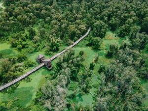 Rừng tràm Trà Sư: Câu chuyện ngàn năm và sau này vẫn thế