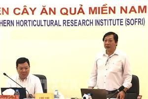 Sầu riêng Việt và cuộc chiến kiểm soát Cadimi, Vàng O để xuất ngoại