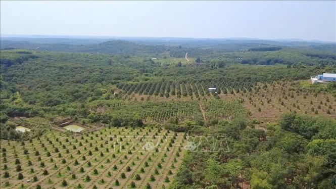 Ngành nông nghiệp của xã Bom Bo với nhiều cây trồng chủ lực như: Cao su, sầu riêng, điều... Ảnh: Nhật Bình – TTXVN