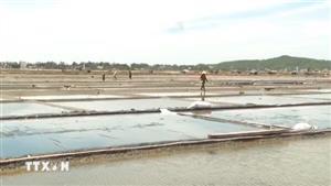 Tái khởi động dự án bảo tồn đồng muối Sa Huỳnh gắn với du lịch cộng đồng