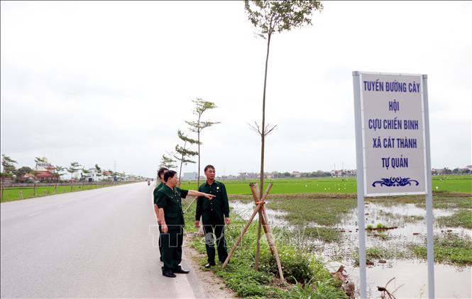 Hội Cựu chiến binh xã Cát Thành (Ninh Bình) xây dựng nhiều tuyến đường cây xanh tạo cảnh quan trong xã. Ảnh: Nguyễn Lành - TTXVN 