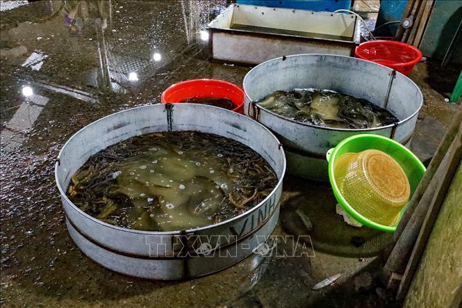 Những mẻ cá tươi được bốc dỡ khẩn trương để kịp phân phối về các chợ dân sinh. Ảnh: Minh Ánh - TTXVN phát