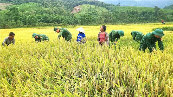 Bộ đội biên phòng giúp dân gặt lúa chín ở bản Ka - Ai, thể hiện tình quân - dân gắn bó nơi 