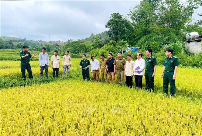 Bộ đội Biên phòng tỉnh Quảng Trị luôn đồng hành cùng bà con nhân dân phát triển kinh tế - xã hội, góp phần làm thay đổi diện mạo vùng biên. Ảnh: Võ Dung - TTXVN 