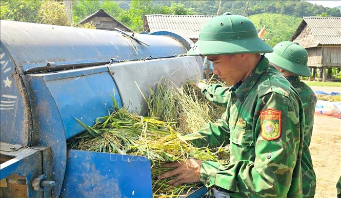 Bộ đội Biên phòng tỉnh Quảng Trị cùng dân bản Ka - Ai (xã Dân Hóa) thu hoạch lúa chín. Ảnh: Võ Dung - TTXVN