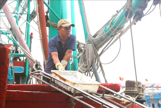 Ngư dân xã Quỳnh Phú (tỉnh Nghệ An) chuyển những khay mực từ trên tàu đánh bắt xa bờ xuống bến bãi nhờ hệ thống thang dẫn khi tàu vừa cập bến. Ảnh: Xuân Tiến - TTXVN 