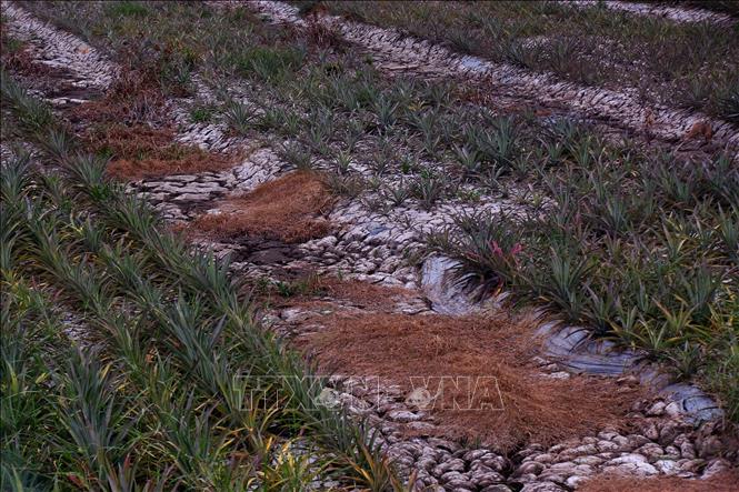 Rẫy khóm tại xã Hỏa Lựu, thành phố Cần Thơ khô hạn do nắng nóng kéo dài. Ảnh: Duy Khương - TTXVN