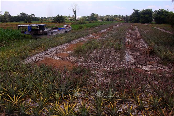Rẫy khóm tại xã Hỏa Lựu, thành phố Cần Thơ khô hạn do nắng nóng kéo dài. Ảnh: Duy Khương – TTXVN