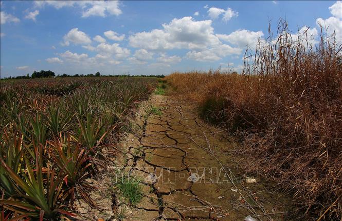 Nhiều kênh rạch nội đồng bị khô hạn do nắng nóng kéo dài. Ảnh: Duy Khương – TTXVN
