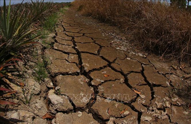 Nhiều kênh rạch nội đồng bị khô hạn do nắng nóng kéo dài. Ảnh: Duy Khương – TTXVN