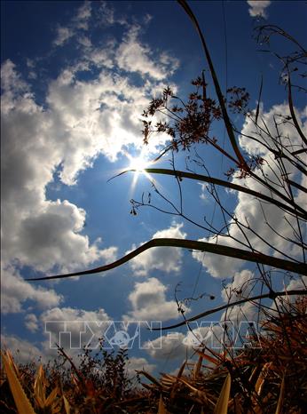 Nắng nóng kéo dài đã ảnh hưởng sản xuất nông nghiệp tại thành phố Cần Thơ. Ảnh: Duy Khương – TTXVN