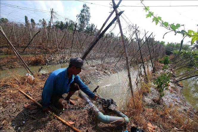 Người dân xã Vĩnh Viễn, thành phố Cần Thơ đối phó với khô hạn do nắng nóng kéo dài. Ảnh: Duy Khương – TTXVN
