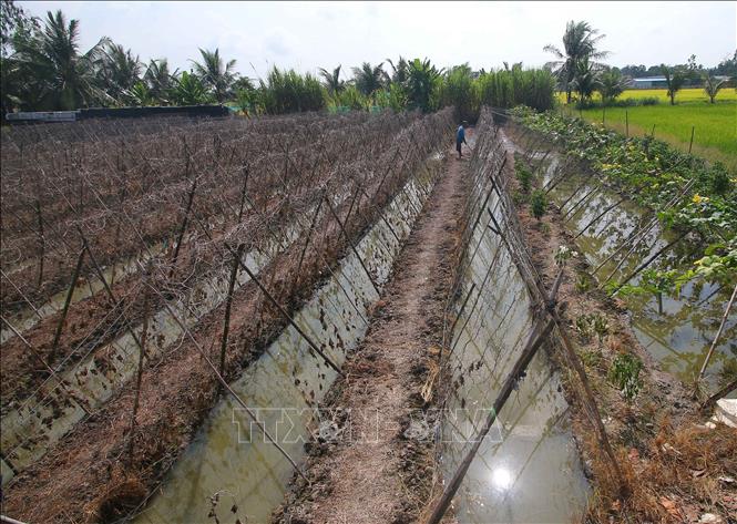 Người dân xã Vĩnh Viễn, thành phố Cần Thơ đối phó với khô hạn do nắng nóng kéo dài. Ảnh: Duy Khương – TTXVN