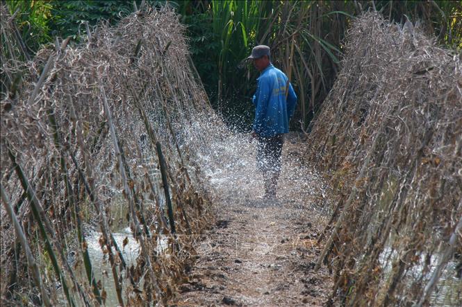 Người dân xã Vĩnh Viễn, thành phố Cần Thơ đối phó với khô hạn do nắng nóng kéo dài. Ảnh: Duy Khương – TTXVN