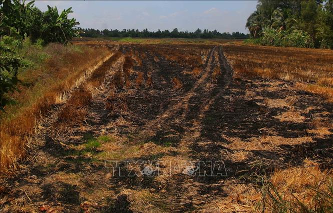 Cánh đồng tại xã Hỏa Lựu, thành phố Cần Thơ không sản xuất do nắng nóng kéo dài. Ảnh: Duy Khương – TTXVN