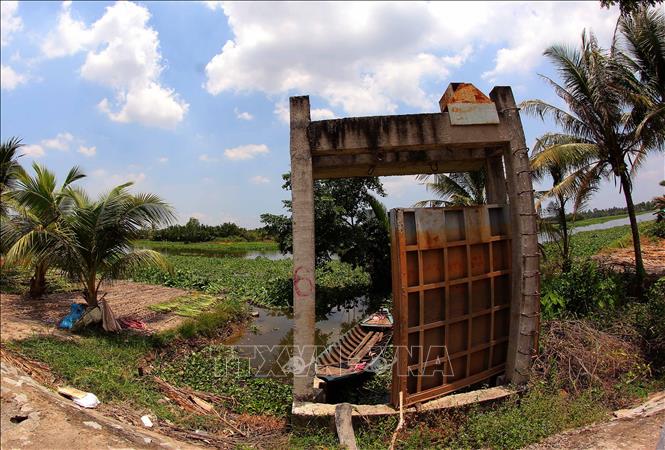 Năm nay xâm nhập mặn không gay gắt, nên cống ngăn mặn trên tuyến đê bao Long Mỹ - Vị Thanh, thành phố Cần Thơ được mở ra để lấy nước ngọt từ sông Cái Lớn vào nội đồng. Ảnh: Duy Khương – TTXVN