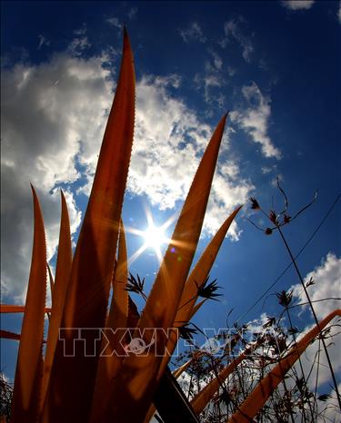 Nắng nóng kéo dài đã ảnh hưởng sản xuất nông nghiệp tại thành phố Cần Thơ. Ảnh: Duy Khương – TTXVN