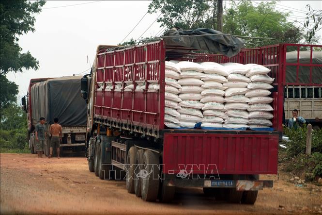 Các xe chở đường kính Thái Lan tập kết tại khu vực Dansavanh (Lào), cách cửa khẩu quốc tế Lao Bảo 3km chờ thời cơ thuận lợi để tuồn vào nội địa Việt Nam. Ảnh: Tá Chuyên – TTXVN