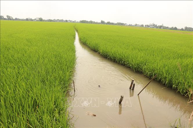 Thành phố Cần Thơ tập trung mọi nguồn lực để ngăn mặn, trữ ngọt, đảm bảo cung cấp đủ nước sạch cho người dân và phục vụ các vụ lúa Hè Thu, nuôi trồng thủy sản. Ảnh: Thu Hiền - TTXVN