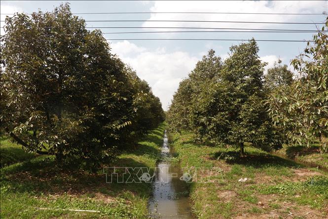 Để ứng phó hiệu quả, UBND thành phố Cần Thơ chỉ đạo đẩy nhanh tiến độ các công trình trữ ngọt, kiểm soát mặn; tổ chức nạo vét kênh rạch và đắp đập tạm ngăn mặn tại các tiểu vùng chưa có hệ thống khép kín. Ảnh: Thu Hiền - TTXVN