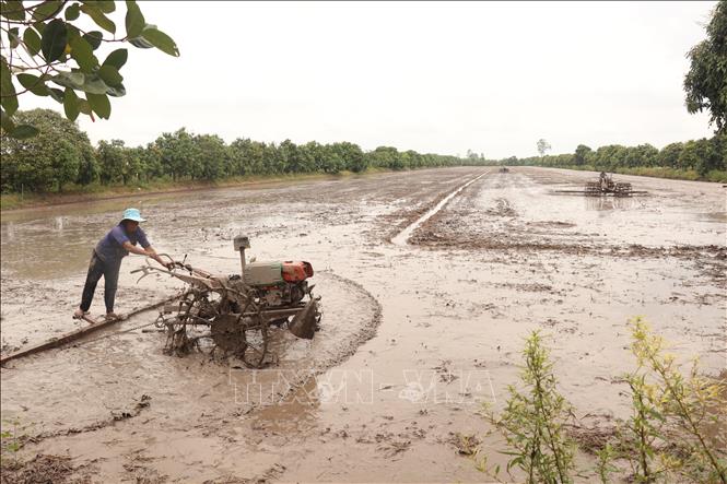 Về sản xuất nông nghiệp, UBND thành phố đề nghị Sở Nông nghiệp và Môi trường khuyến cáo người dân xuống giống đúng lịch thời vụ. Ảnh: Thu Hiền - TTXVN