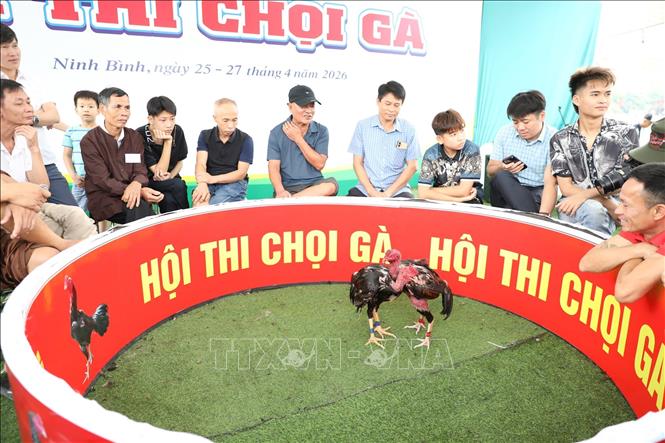 Hội thi chọi gà thu hút đông đảo du khách và nhân dân tới xem. Ảnh: Đức Phương – TTXVN