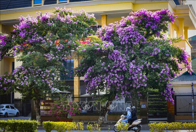 Cây bằng lăng cổ thụ nở hoa kín cành trên đường Võ Nguyên Giáp. Ảnh: Xuân Tư - TTXVN