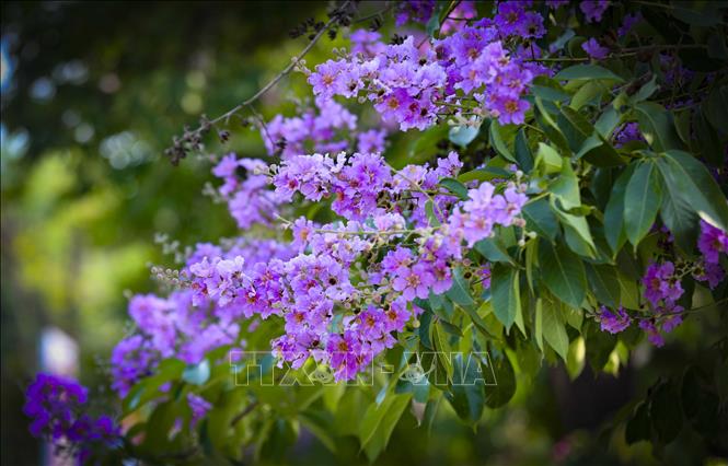 Từng chùm hoa bằng lăng bung nở rực rỡ. Ảnh: Xuân Tư - TTXVN