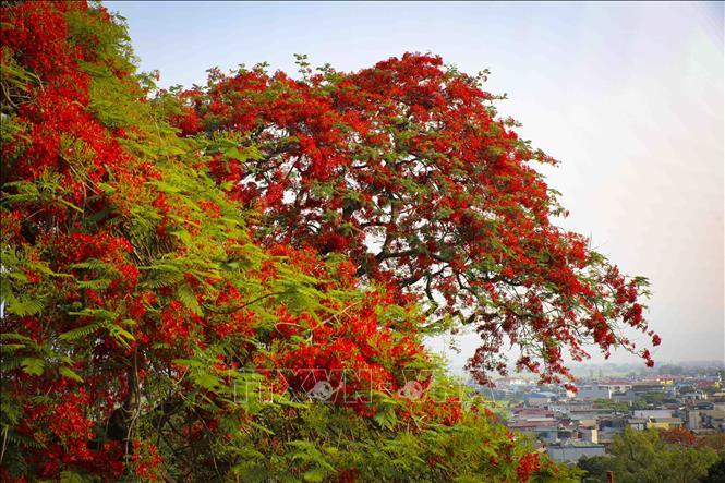 Cây phượng cổ thụ bung nở, tạo điểm nhấn đặc sắc tại khu di tích Đồi A1. Ảnh: Xuân Tư - TTXVN