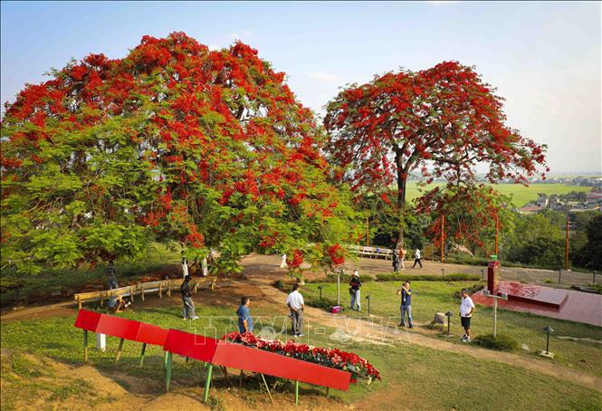 Những cây hoa phượng cổ thụ bung nở rực rỡ trên Đồi A1. Ảnh: Xuân Tư - TTXVN