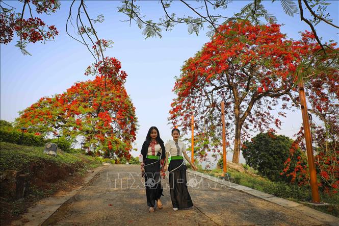 Những thiếu nữ dân tộc Thái khoe sắc bên hàng phượng vĩ đỏ rực trên Đồi A1. Ảnh: Xuân Tư - TTXVN