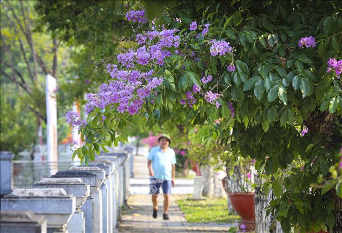 Người dân thong dong dưới tán bằng lăng, tận hưởng không gian mát lành giữa phố núi. Ảnh: Xuân Tư - TTXVN