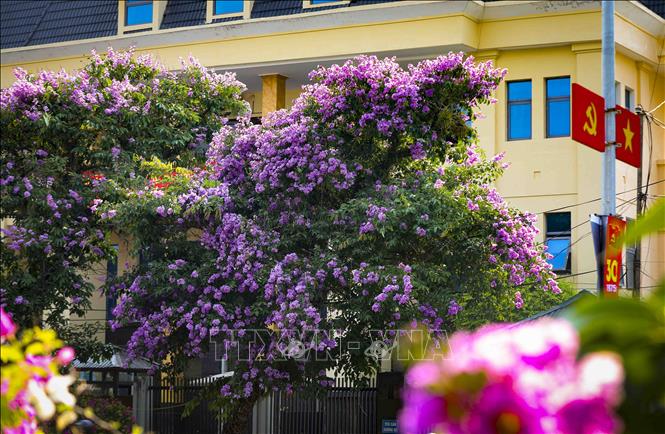 Những hàng bằng lăng đồng loạt bung nở, tạo điểm nhấn nổi bật trên các trục đường đô thị. Ảnh: Xuân Tư - TTXVN