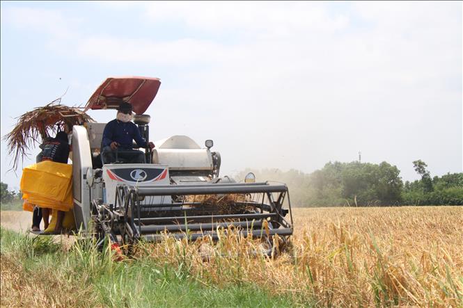 Việc xây dựng thương hiệu gạo ngon, đạt chất lượng cao luôn được các cấp ngành tỉnh Cà Mau quan tâm phát triển.
Ảnh: Chanh Đa - TTXVN