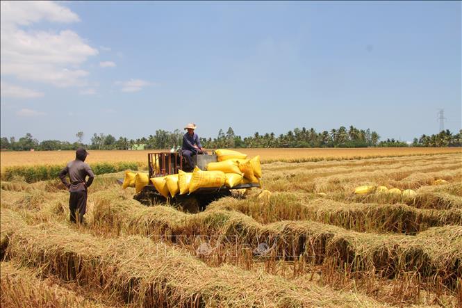 Nông dân xã Phước Long (tỉnh Cà Mau) thu hoạch lúa vụ Đông Xuân. Ảnh: Chanh Đa - TTXVN