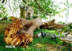 Quảng Ngãi: Hàng chục người thoát chết khi nhánh đa cổ thụ gãy đổ