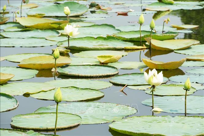White lotuses begin to bloom on Tinh Tam lake. VNA Photo: Nguyên Lý 