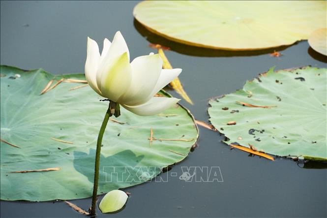 White lotus flowers in full bloom on Tinh Tam lake. VNA Photo: Nguyên Lý 