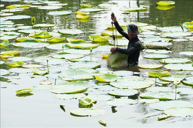 A local planting white lotus on Tinh Tam lake. VNA Photo: Nguyên Lý 