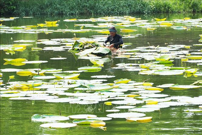 A local planting white lotuses on Tinh Tam lake. VNA Photo: Nguyên Lý 