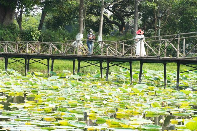 Tourists taking photo with white lotus at Tinh Tam lake. VNA Photo: Nguyên Lý 