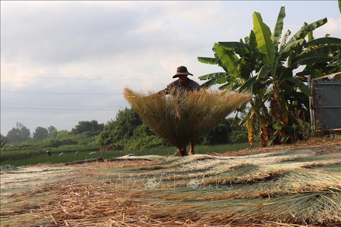 Người dân Nhựt Tảo phơi lác từ 6h sáng khi mặt trời còn chưa ló dạng. Ảnh: Đức Hạnh - TTXVN